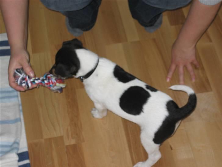 Dansk svensk gaardhund Mads billede 3