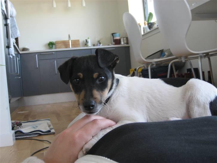 Dansk svensk gaardhund Mads billede 4