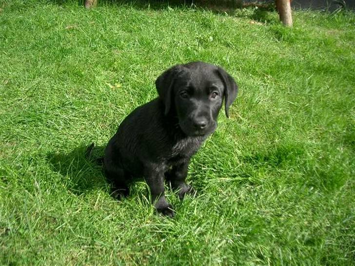 Blanding af racer Henning - En nyvasket hundehvalp på 10 uger billede 20