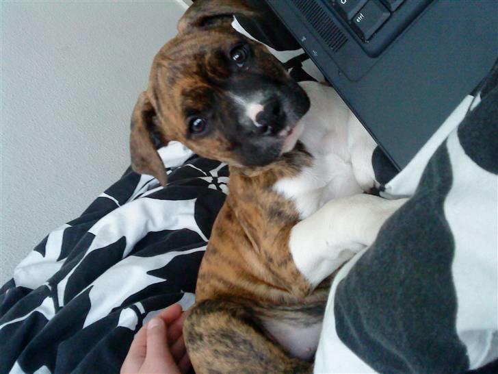 Amerikansk bulldog Freya - Freya da hun var 10 uger. billede 1