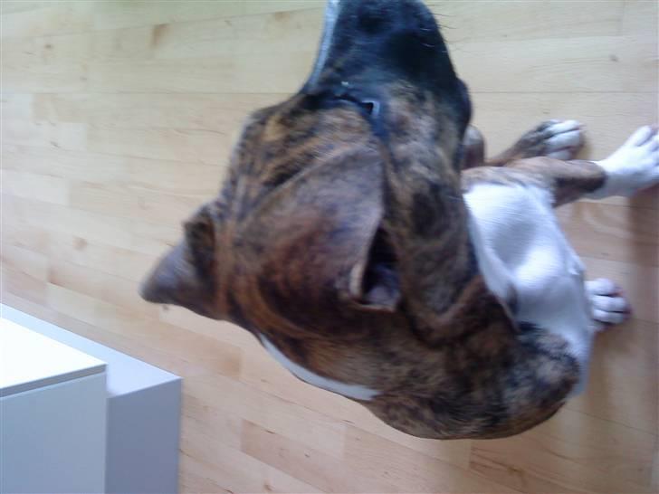 Amerikansk bulldog Freya - freya næsten 5 mdr. billede 2