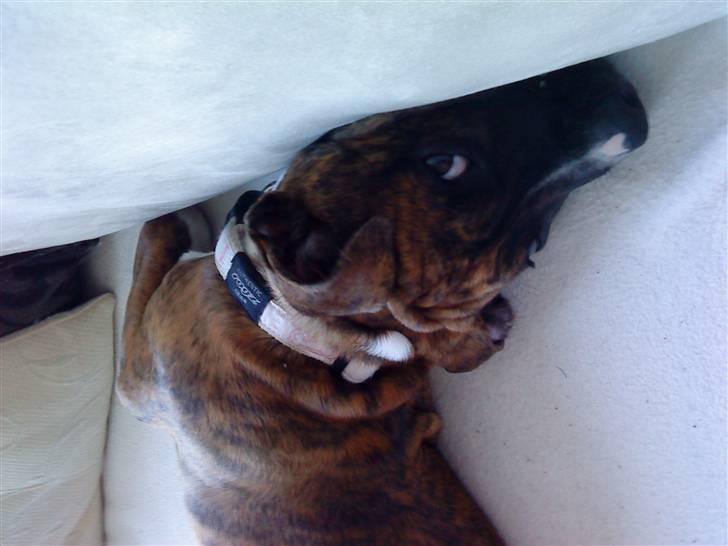 Amerikansk bulldog Freya - hun sover på de mærkeligste  måder:D  billede 3