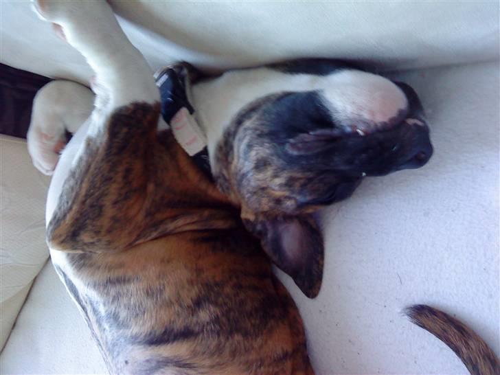 Amerikansk bulldog Freya billede 4