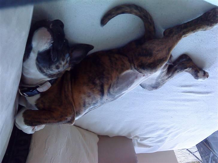 Amerikansk bulldog Freya billede 5