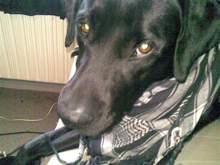 Labrador retriever Buster billede 4