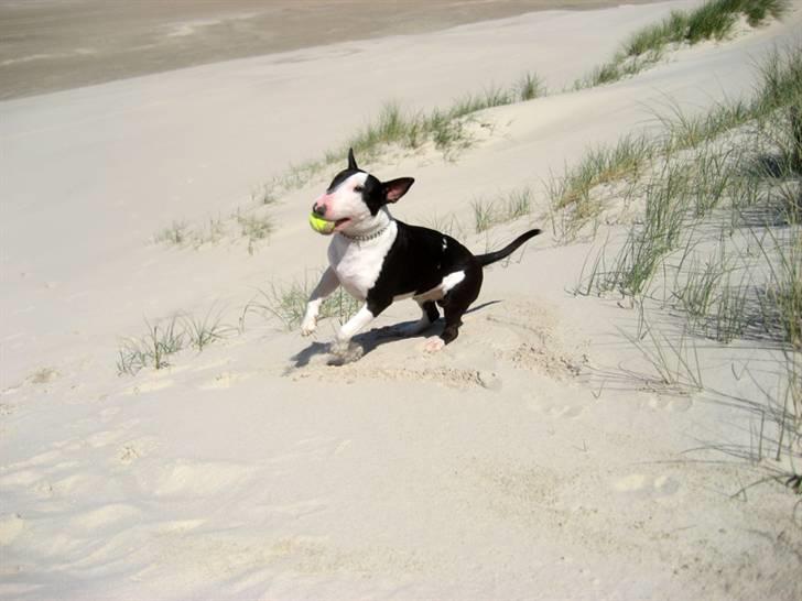 Bullterrier Jazz - Lidt leg på stranden, inden han blev træt... billede 10