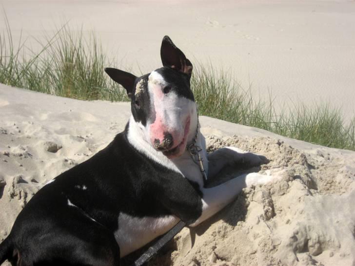 Bullterrier Jazz - En slapper i sandet ved Hirtshals strand billede 11