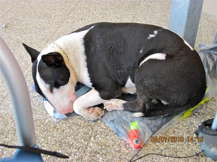 Bullterrier Jazz - Hviler lige oven på svømmefødderne... billede 12