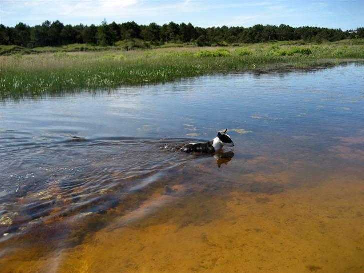 Bullterrier Jazz - Når det er varmt glemmer han åbenbart at han ikke kan lide vand... billede 13