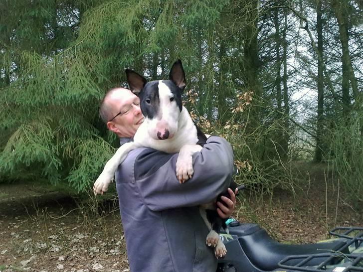 Bullterrier Jazz - Han er vel "fars" lille baby... billede 14