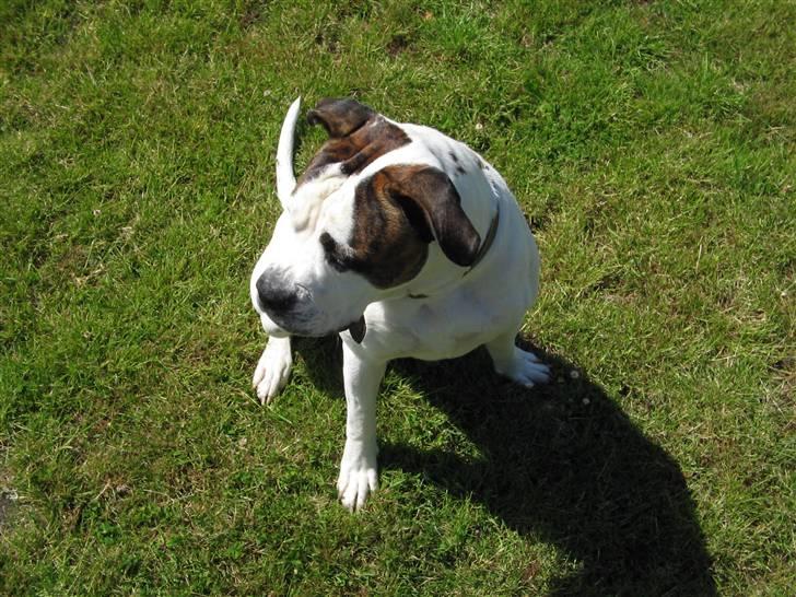 Blanding af racer Chico billede 2