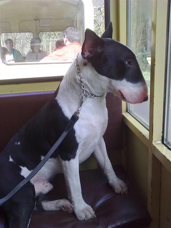 Bullterrier Jazz - En togtur rundt i Bouillon, man er vel berejst... billede 15