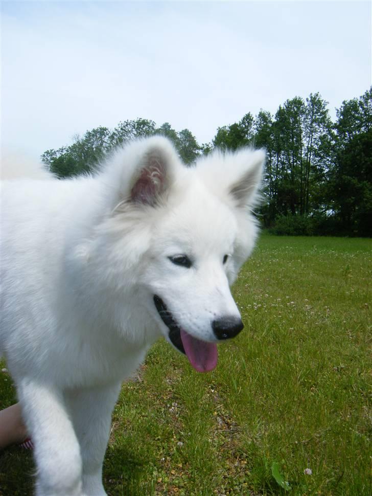 Samojedhund Hercules billede 6