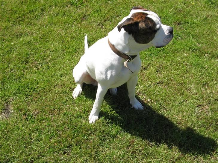 Blanding af racer Chico billede 3