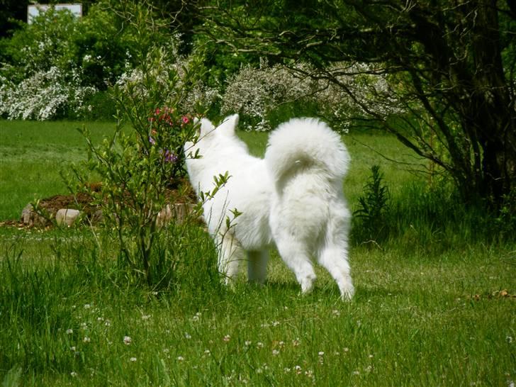 Samojedhund Hercules billede 10