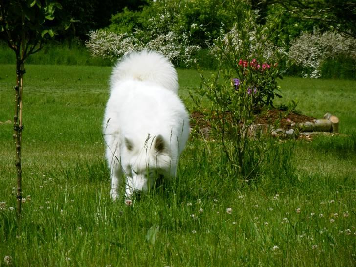 Samojedhund Hercules billede 11