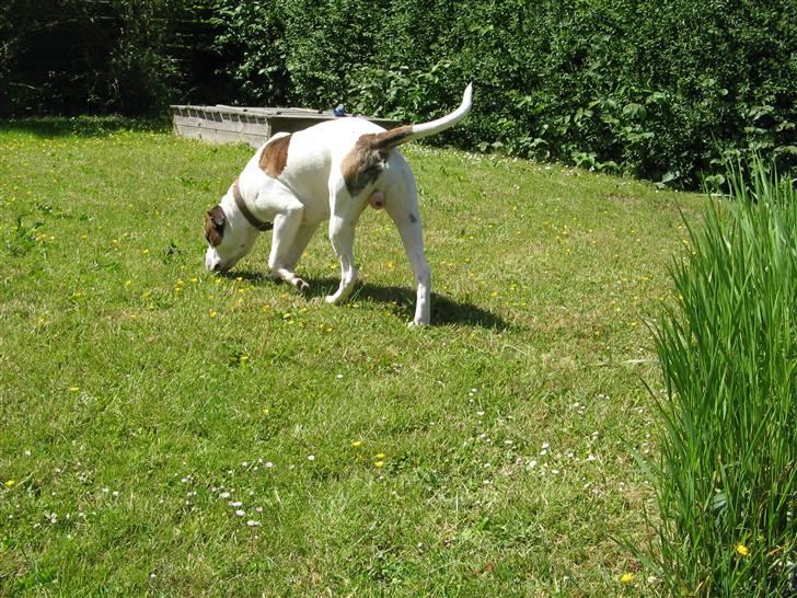 Blanding af racer Chico - "Ude at snuse i haven" billede 4