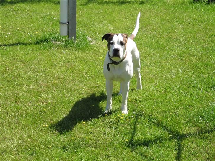 Blanding af racer Chico - "Posére for kameraet" billede 5