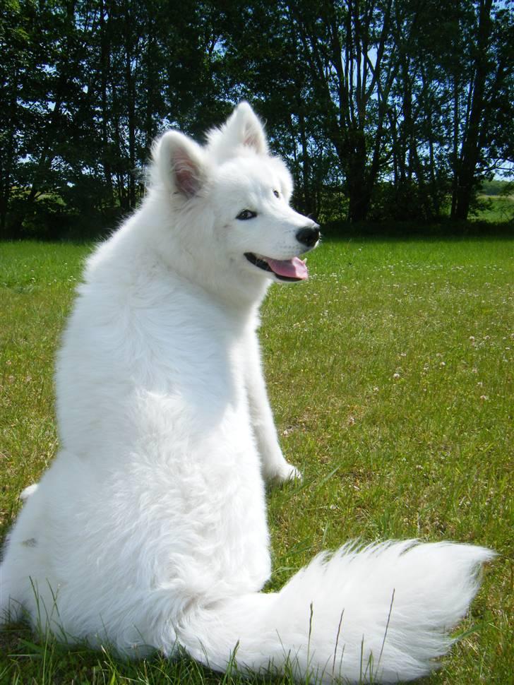 Samojedhund Hercules billede 15