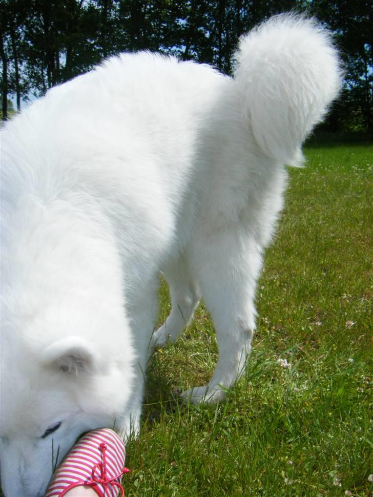 Samojedhund Hercules billede 16