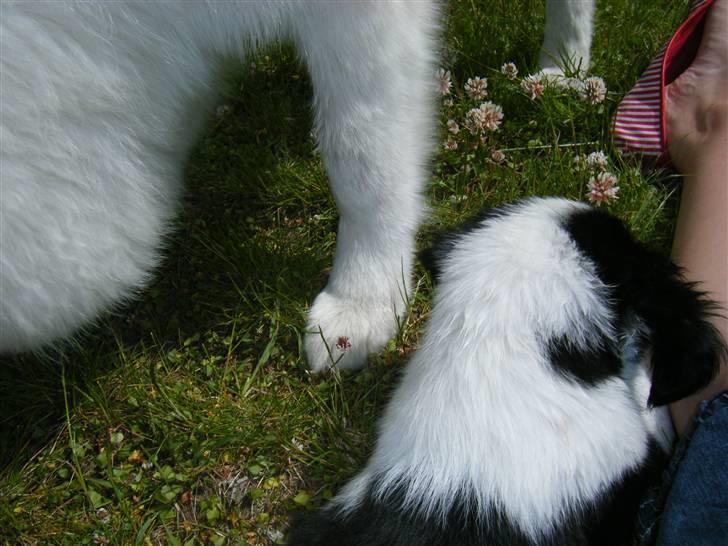 Samojedhund Hercules billede 17