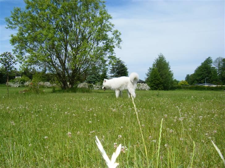 Samojedhund Hercules billede 18