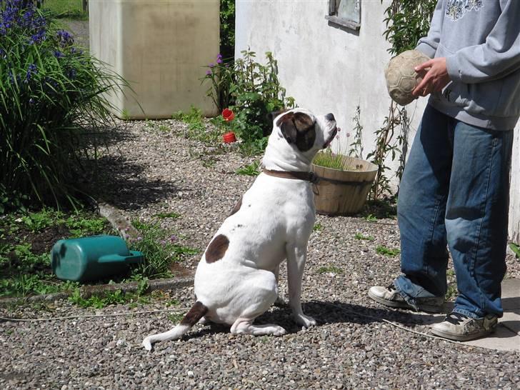 Blanding af racer Chico - "Tigger far om at kaste bolden" billede 6