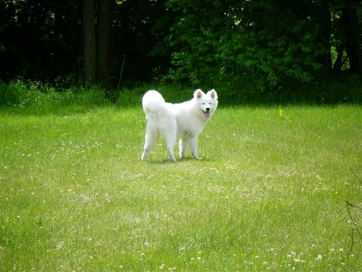 Samojedhund Hercules billede 19