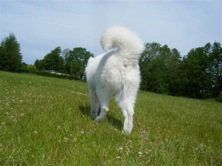 Samojedhund Hercules billede 20