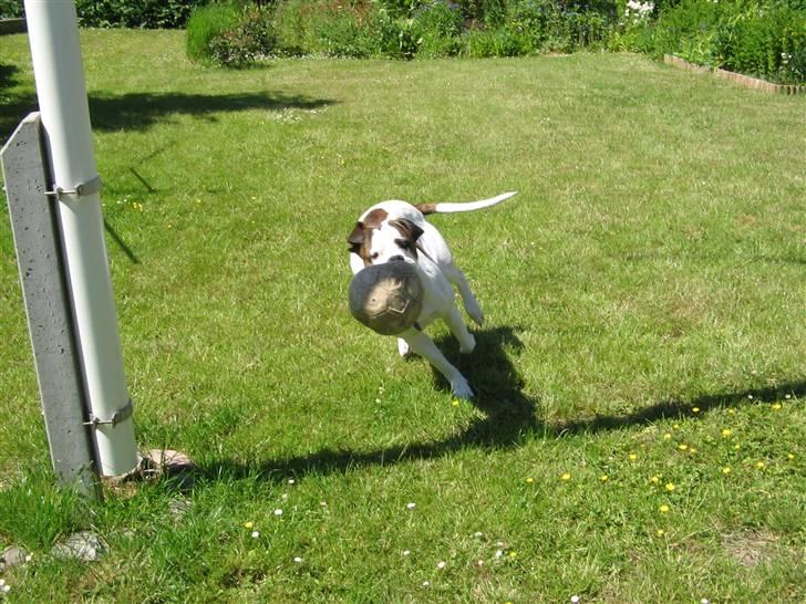 Blanding af racer Chico - "Hvem kommer først når tørsten er størst?" billede 7