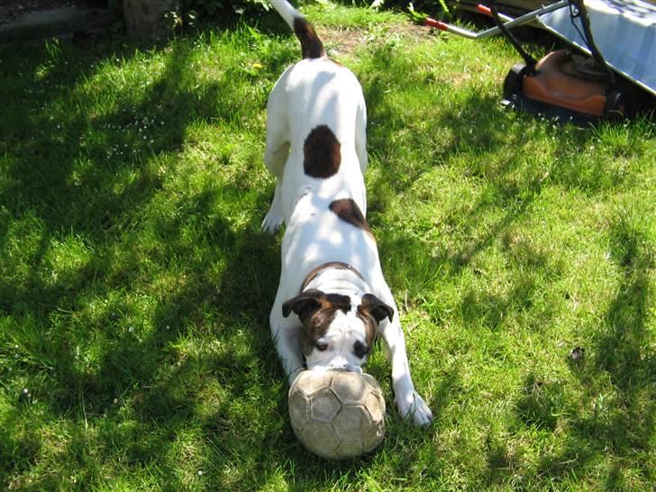 Blanding af racer Chico - "En bold i munden og rumpen i vejret" billede 8