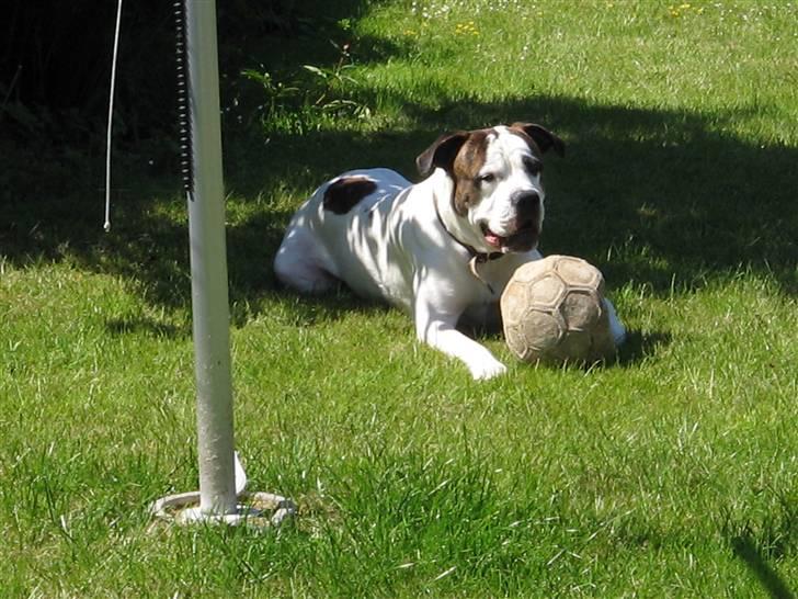 Blanding af racer Chico billede 9