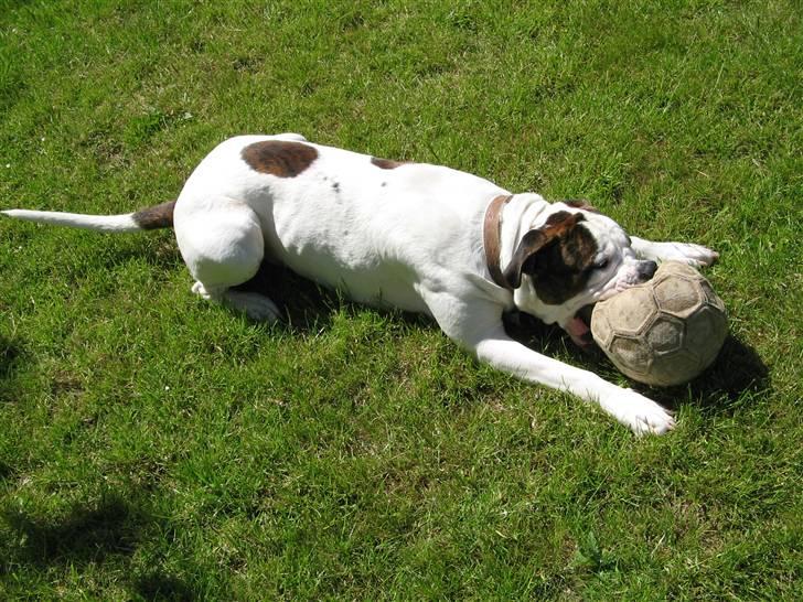 Blanding af racer Chico billede 10