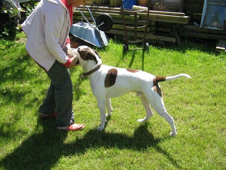 Blanding af racer Chico - "Puffer en gang med bolden. Et signal om at leg er inde for rækkevidde" billede 11