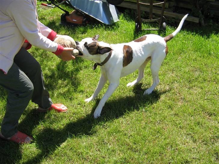 Blanding af racer Chico billede 12