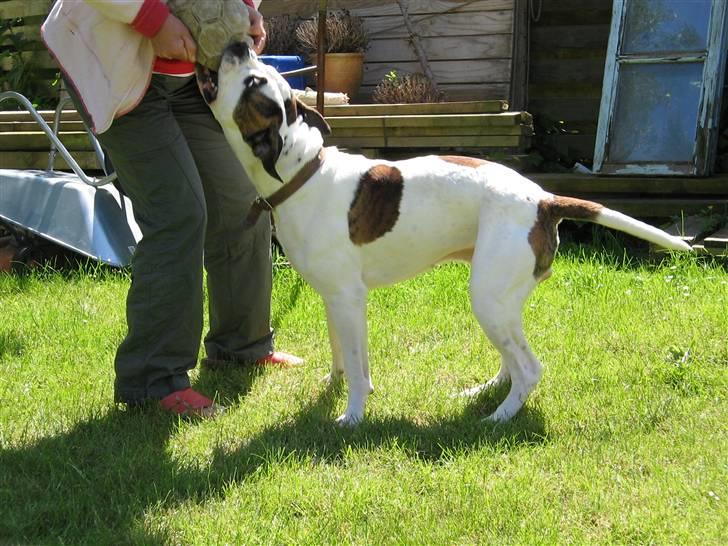 Blanding af racer Chico billede 13