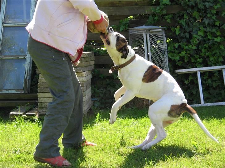 Blanding af racer Chico - "Leger trækkeleg med farmor" billede 14