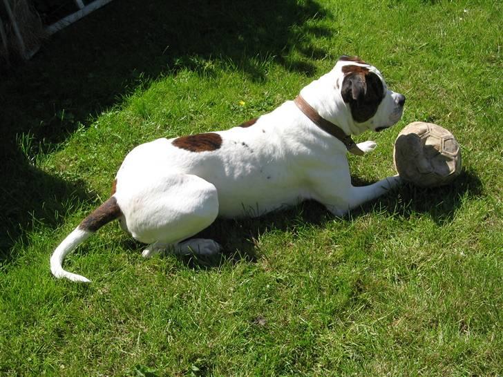 Blanding af racer Chico billede 16