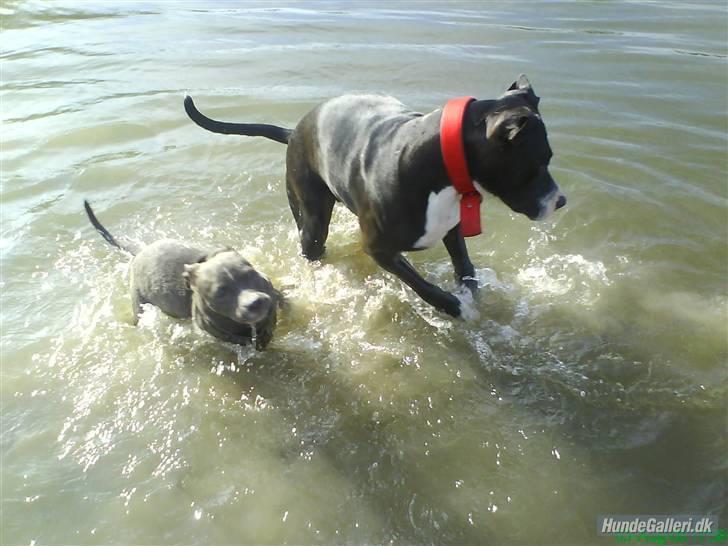 Amerikansk staffordshire terrier Banditten Nala.. billede 10