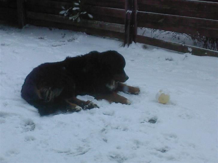Berner sennenhund Astor - Det hvide kolde noget som er faldet ned fra skyerne, er noget mærkeligt noget. Det sætter sig på min bold. Men det er nu skide skægt at glide i, det hvide der. ;-) billede 11
