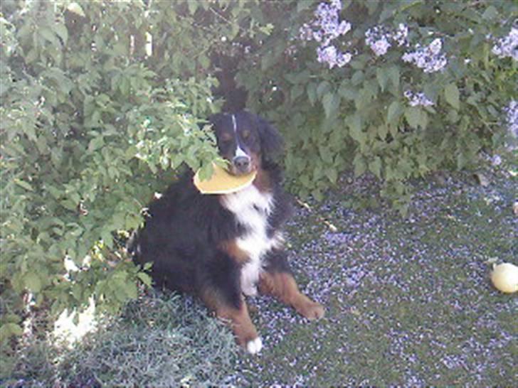 Berner sennenhund Astor billede 12