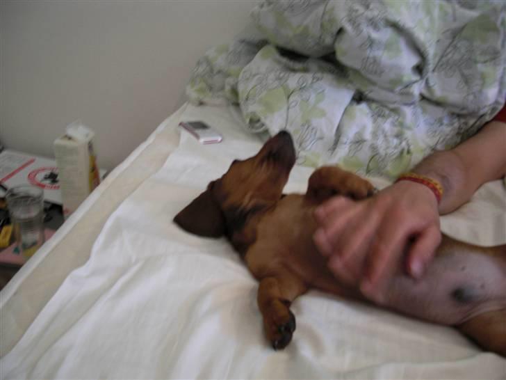 Gravhund Holstegårds Günter billede 1