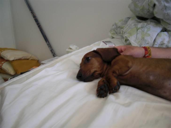 Gravhund Holstegårds Günter billede 2