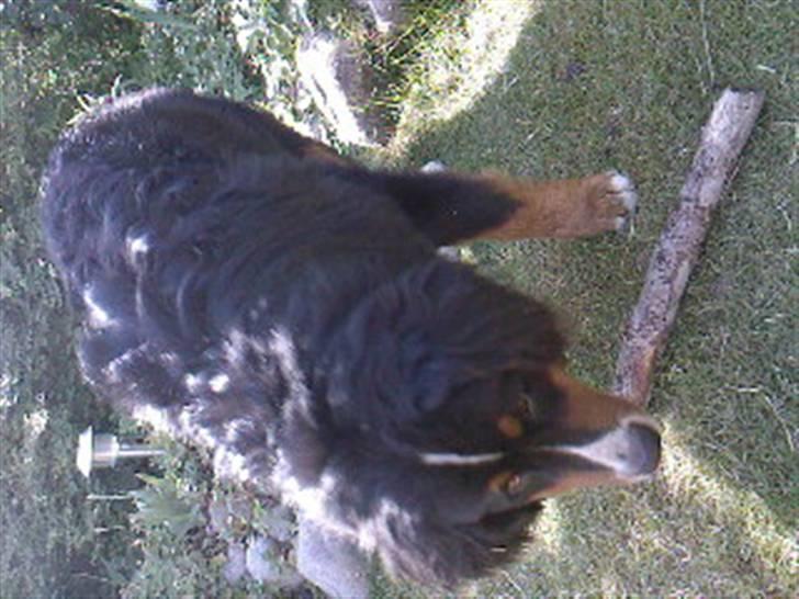 Berner sennenhund Astor billede 13