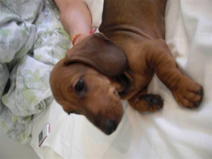 Gravhund Holstegårds Günter billede 3