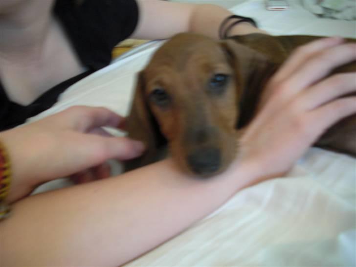 Gravhund Holstegårds Günter billede 4