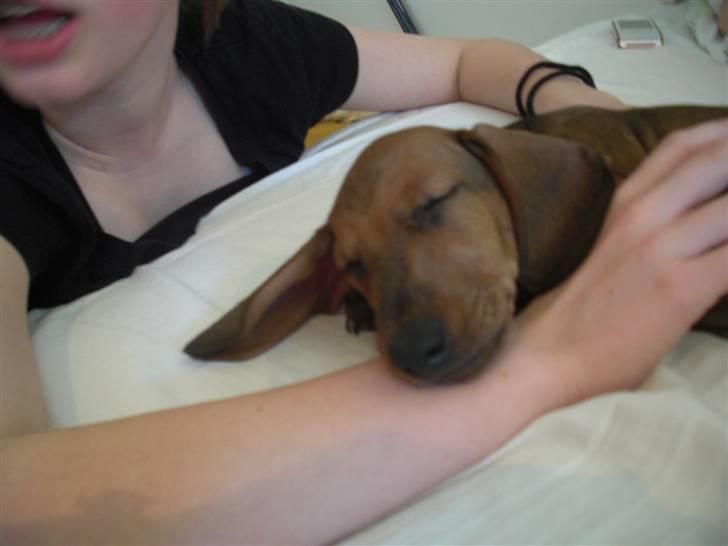 Gravhund Holstegårds Günter billede 5