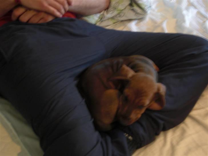 Gravhund Holstegårds Günter billede 6