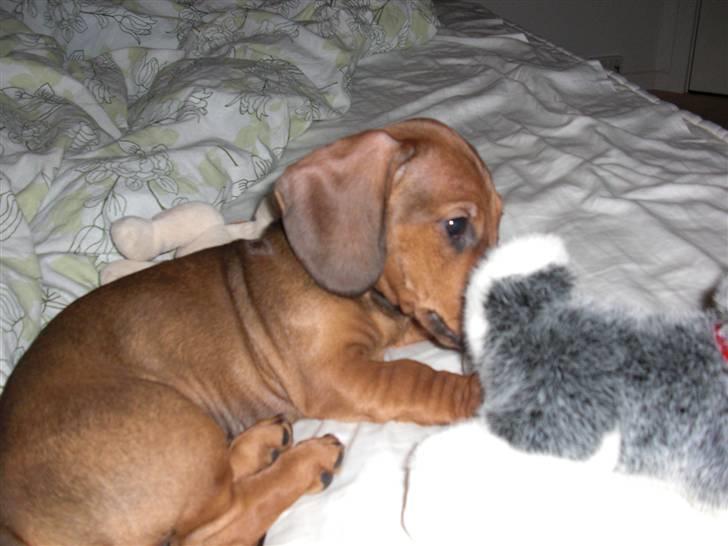 Gravhund Holstegårds Günter billede 7