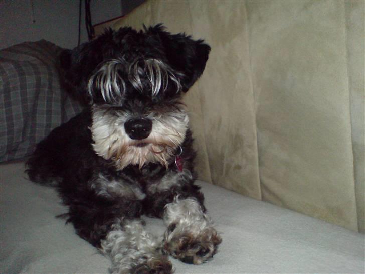 Dvaergschnauzer TESSA<3 billede 7